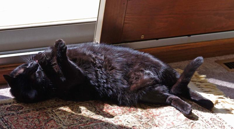 2010-04-17 Rascal in the Sunshine.JPG